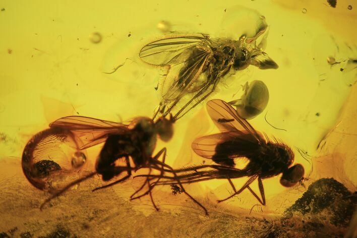 Three Detailed Fossil Flies (Diptera) In Baltic Amber #90805